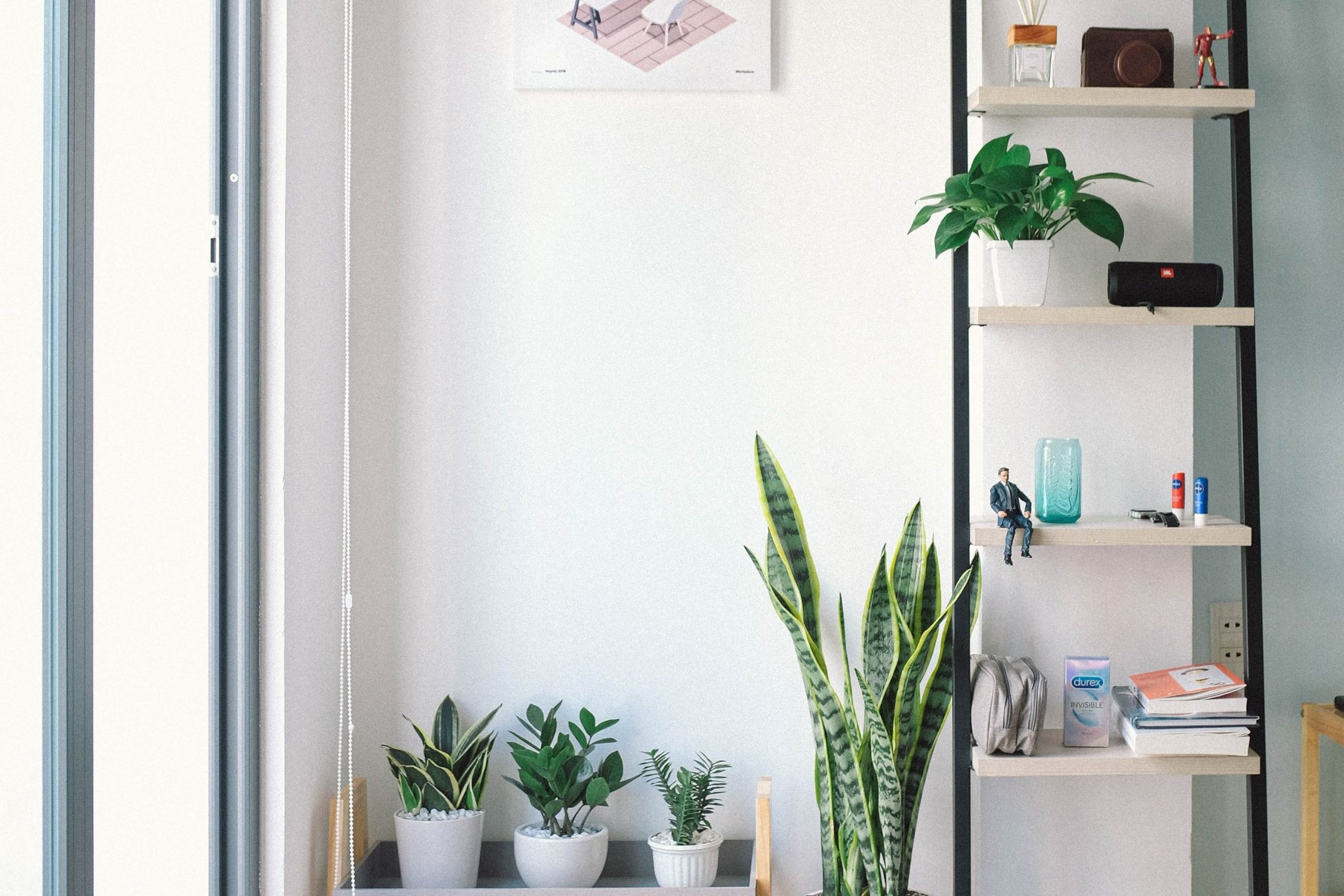 5 Indoor Plants That Will Purify and Beautify Your Home